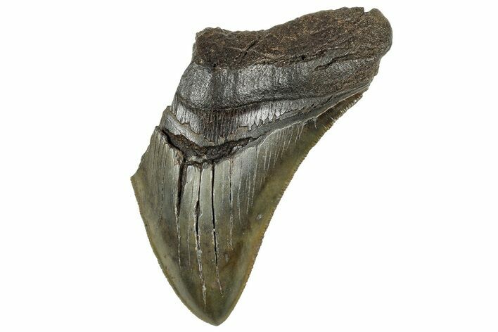 Partial, Fossil Megalodon Tooth - Serrated Blade #320671